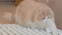 猫咪障碍挑战